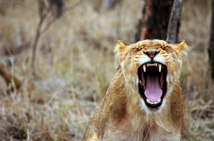 roaringlion