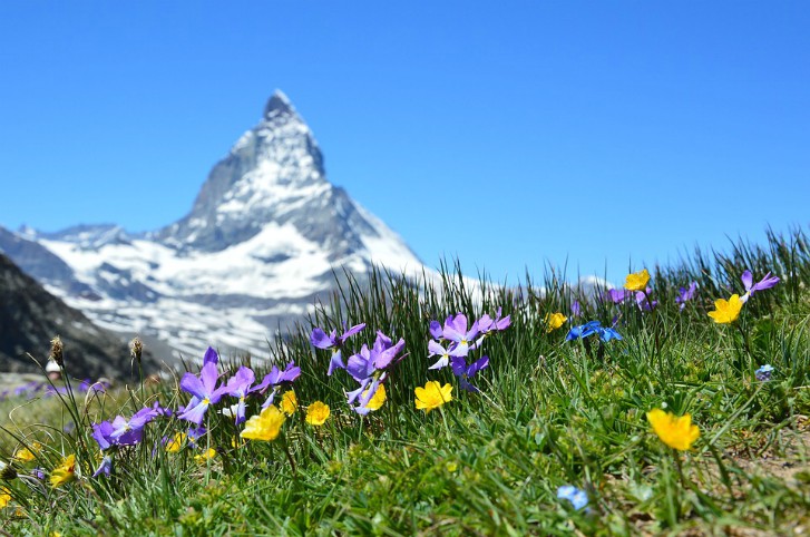 alps flowers